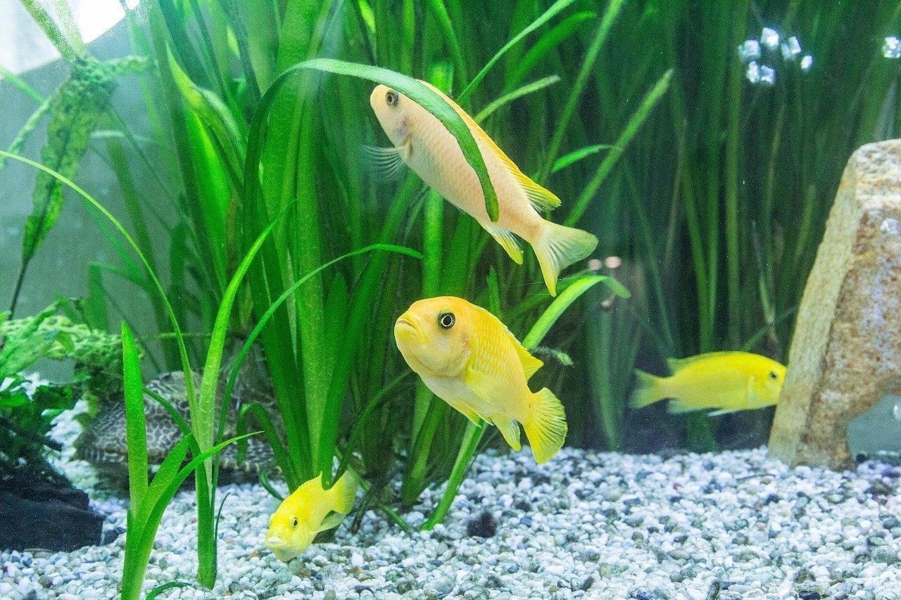 金底過背金龍魚【金底過背金龍魚價格差異大是由多種因素造成的】