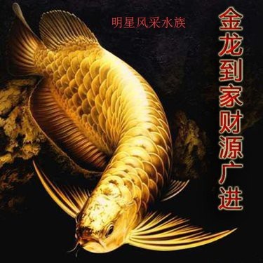 哪里可以買(mǎi)到高品質(zhì)的金頭過(guò)背金龍魚(yú)?【金頭過(guò)背金龍魚(yú)怎么樣?】 龍魚(yú)百科 第1張 哪里可以買(mǎi)到高品質(zhì)的金頭過(guò)背金龍魚(yú)?【金頭過(guò)背金龍魚(yú)怎么樣?】 哪里可以買(mǎi)到高品質(zhì)的金頭過(guò)背金龍魚(yú)?【金頭過(guò)背金龍魚(yú)怎么樣?】 龍魚(yú)百科 第1張
