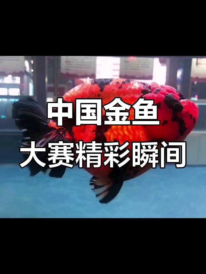 賽級金魚標準【賽級金魚標準是衡量金魚品質與觀賞價值的重要依據】
