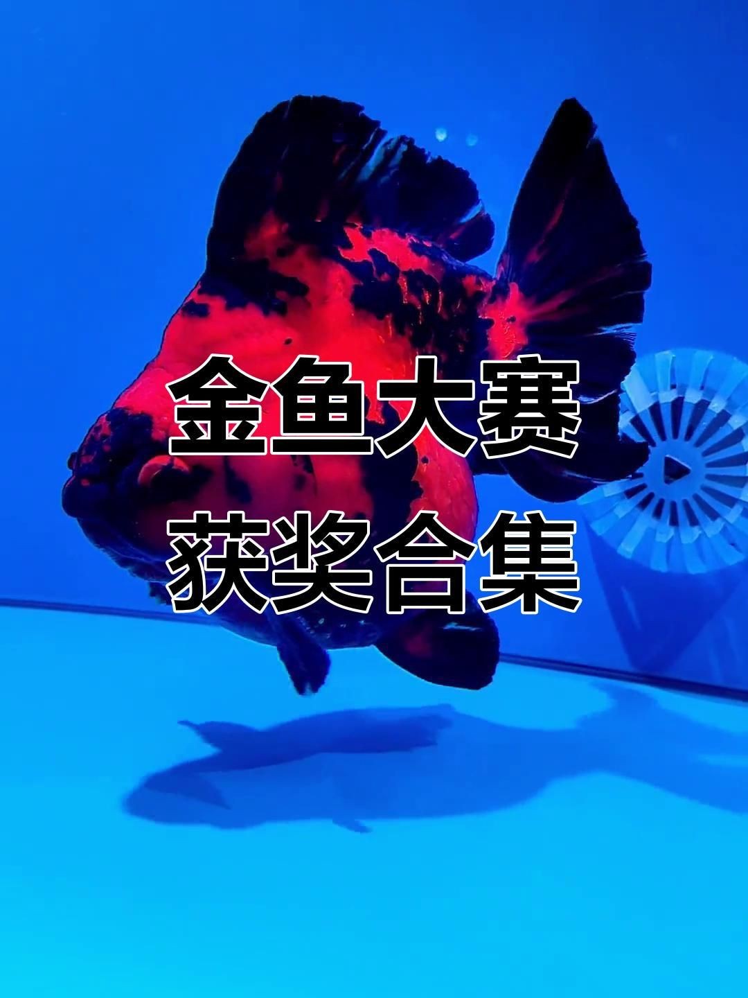 賽級金魚標準【賽級金魚標準是衡量金魚品質與觀賞價值的重要依據】