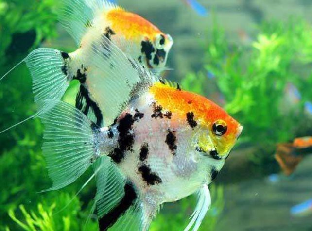 七彩魚混養最佳搭配表【七彩神仙魚混養搭配全攻略】