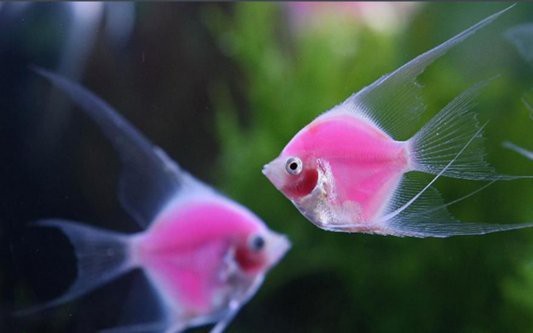七彩魚混養最佳搭配表【七彩神仙魚混養搭配全攻略】