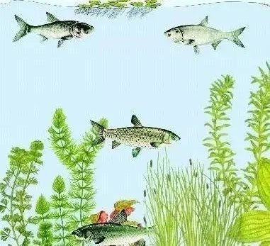 七彩魚混養最佳搭配表【七彩神仙魚混養搭配全攻略】