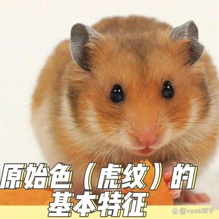 虎紋最簡單三個顏色【虎紋三色美學(xué)】
