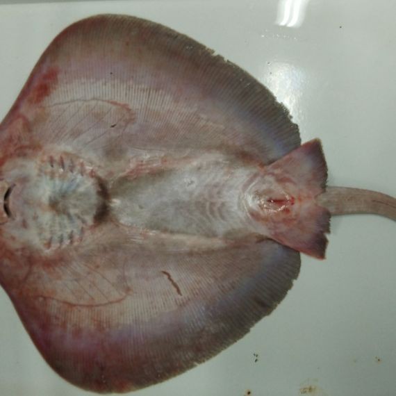 魟魚牙齒【中國科技大學[需手動填充]魚牙齒研究】