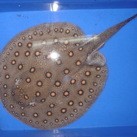 魟魚牙齒【中國科技大學[需手動填充]魚牙齒研究】