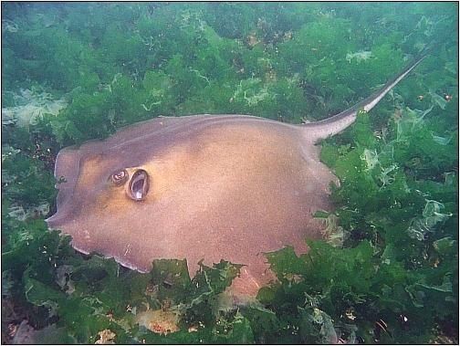 魟魚牙齒【中國科技大學[需手動填充]魚牙齒研究】