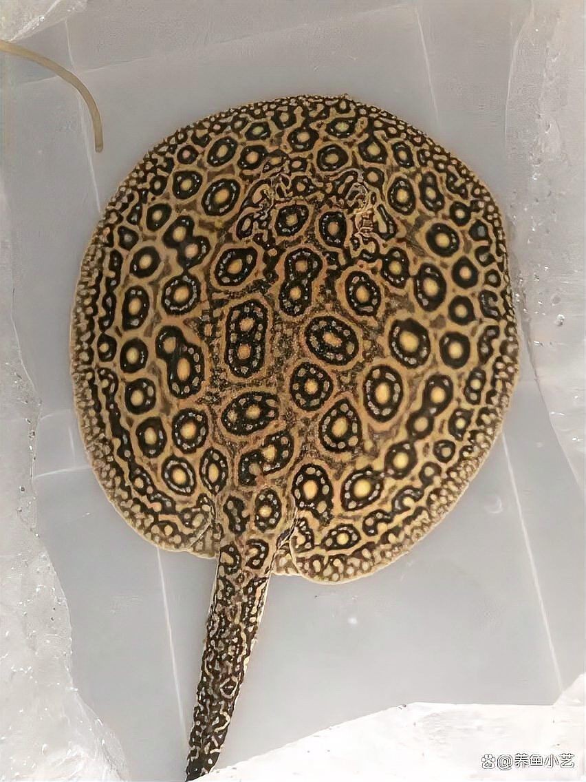 魟魚牙齒【中國科技大學[需手動填充]魚牙齒研究】