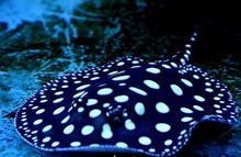 魟魚牙齒【中國科技大學[需手動填充]魚牙齒研究】