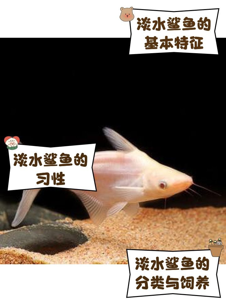 淡水鯊魚有哪些【淡水鯊魚有幾種】