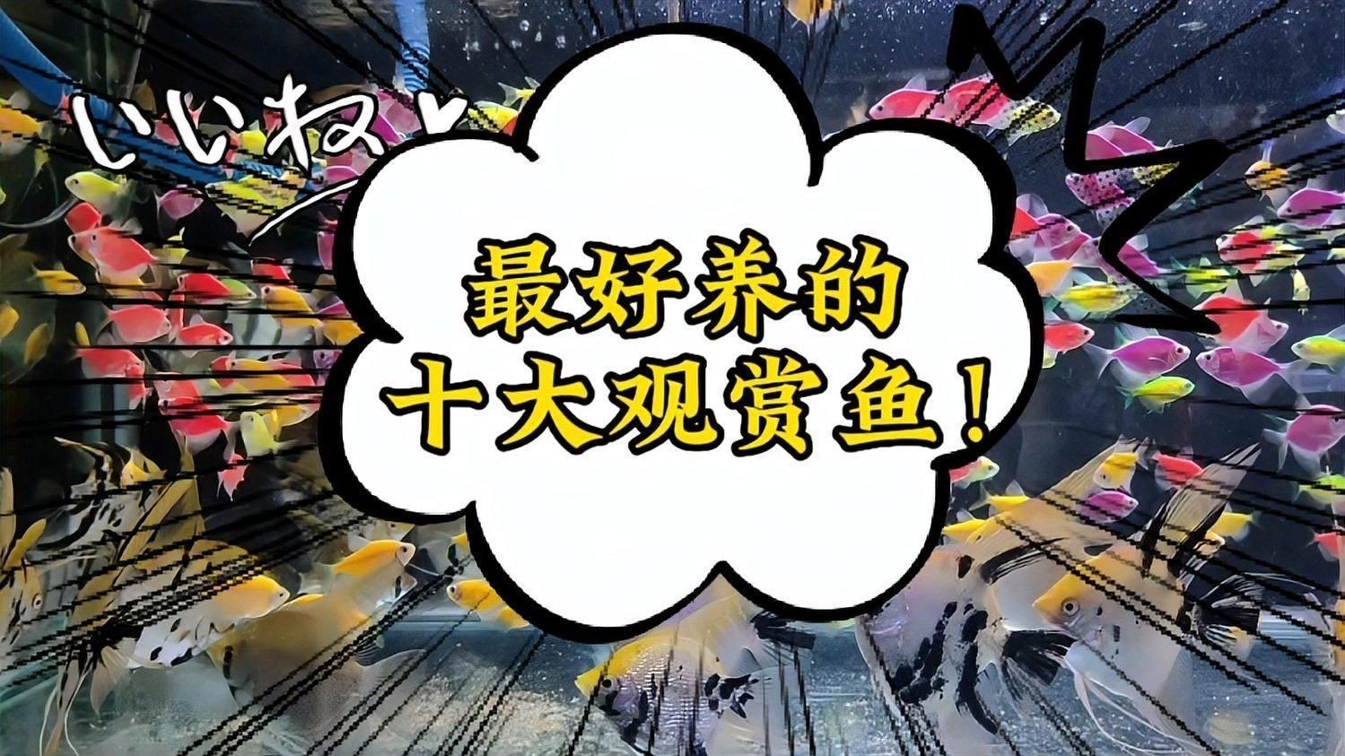 十大好養的魚【十大最適合新手養的觀賞魚推薦，新手養魚不踩坑】 十大好養的魚【十大最適合新手養的觀賞魚推薦，新手養魚不踩坑】 龍魚百科 第1張