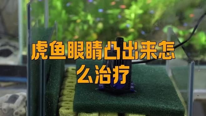 如何判斷虎魚突眼的嚴重程度？【新一寵物，虎魚蒙眼怎么辦快速有效治療法】