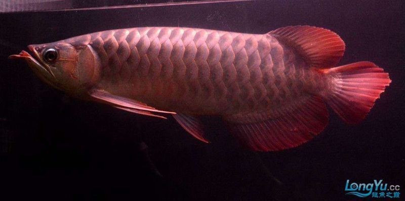 印尼泗水龍魚【《印尼泗水龍魚：獨(dú)特魅力與養(yǎng)殖要點(diǎn)》】