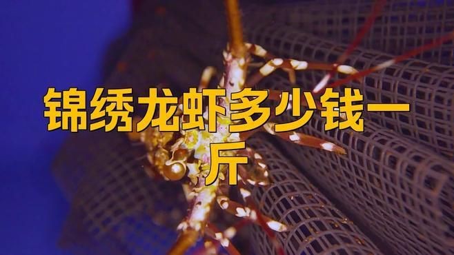 錦繡龍蝦多少錢一斤【錦繡龍蝦價格揭秘豆腐腦貓兒錦繡龍蝦有哪些營飪方法】