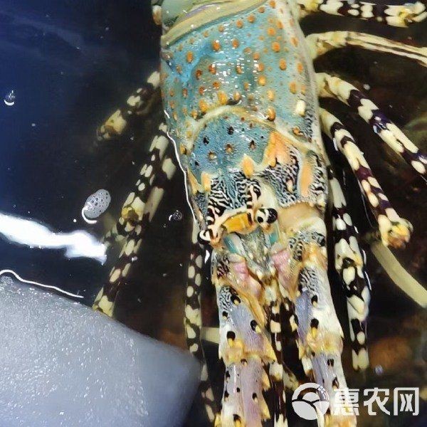 錦繡龍蝦多少錢一斤【錦繡龍蝦價格揭秘豆腐腦貓兒錦繡龍蝦有哪些營飪方法】