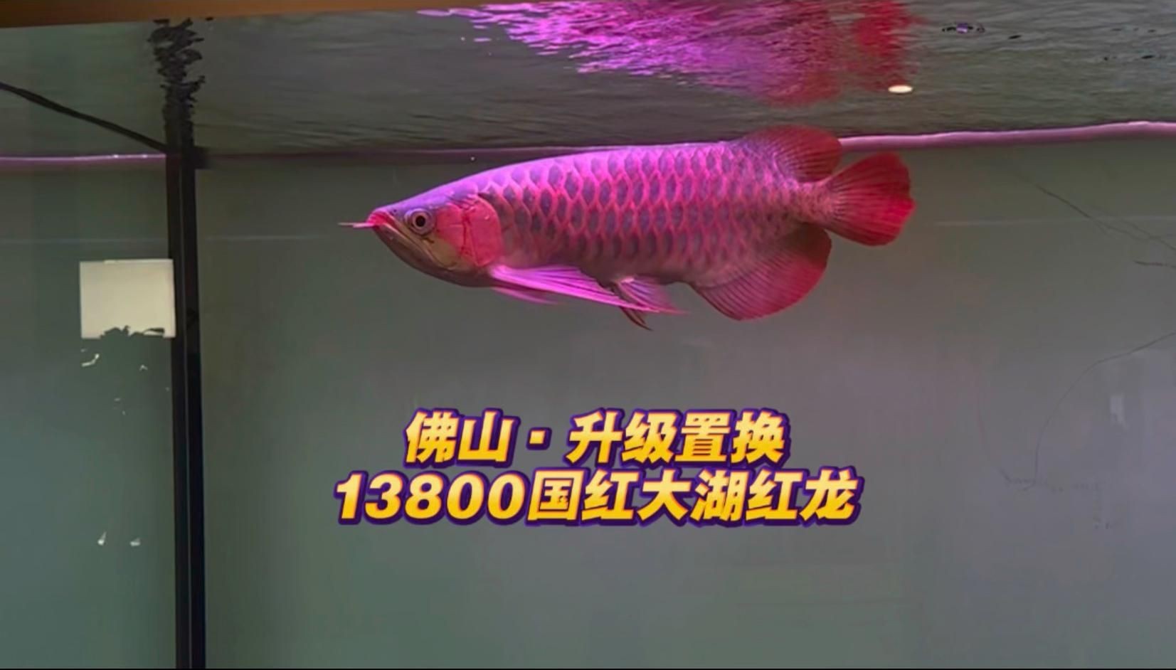 紅龍魚怎么樣【《紅龍魚：水族世界的璀璨明珠》**】