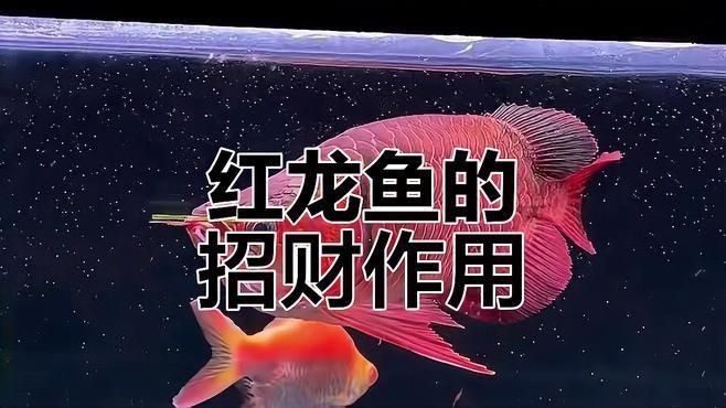 紅龍魚怎么樣【《紅龍魚：水族世界的璀璨明珠》**】