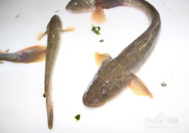 七條龍魚最簡單做法大全【《七條龍魚最簡單做法大全》*紅燒龍魚的做法】