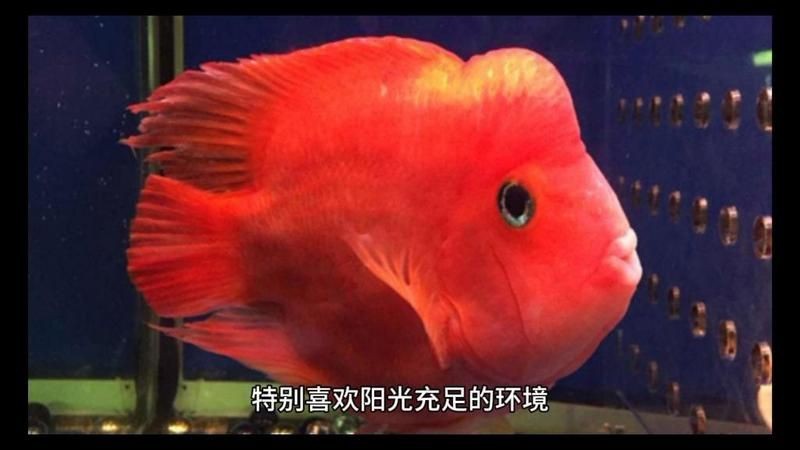 紅財(cái)神魚可以活幾年【紅財(cái)神魚多久喂一次食物】