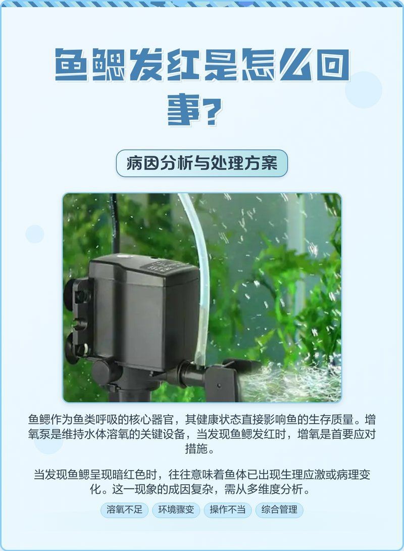 紅龍魚鰓蓋掉色后能否完全恢復?【紅龍魚鰓蓋掉色后能否完全恢復存在不確定性】 龍魚百科 第1張 紅龍魚鰓蓋掉色后能否完全恢復?【紅龍魚鰓蓋掉色后能否完全恢復存在不確定性】 紅龍魚鰓蓋掉色后能否完全恢復?【紅龍魚鰓蓋掉色后能否完全恢復存在不確定性】 龍魚百科 第1張