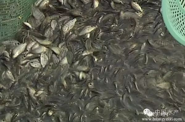 羅非魚可以和四大家魚混養(yǎng)嗎【羅非魚可以和四大家魚混養(yǎng)但需注意一些關(guān)鍵問題】