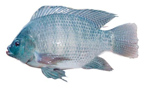 羅非魚可以和四大家魚混養(yǎng)嗎【羅非魚可以和四大家魚混養(yǎng)但需注意一些關(guān)鍵問題】