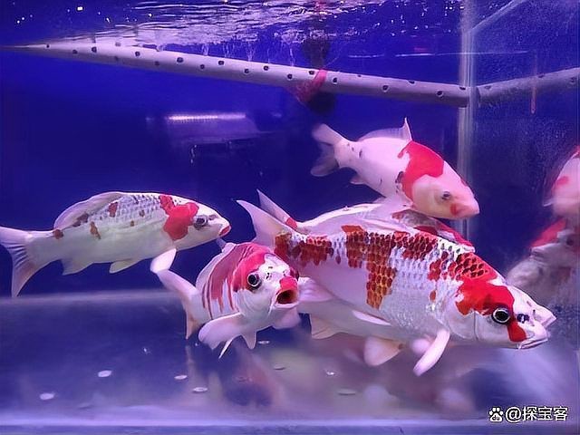 錦鯉一會(huì)活躍一會(huì)趴缸【《錦鯉活躍一會(huì)趴缸》活躍一會(huì)活躍一會(huì)趴缸的情況】