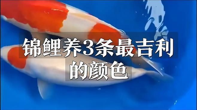 錦鯉丹頂昭和好還是三色好【丹頂昭和與三色錦鯉你更喜歡哪一種】 錦鯉丹頂昭和好還是三色好【丹頂昭和與三色錦鯉你更喜歡哪一種】 龍魚百科 第7張