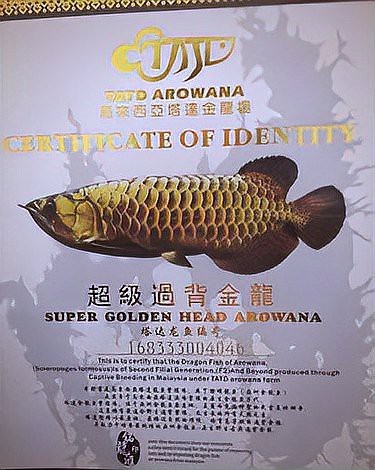 如何預防過背金龍爬背失敗？【如何預防過背金龍爬背失敗】