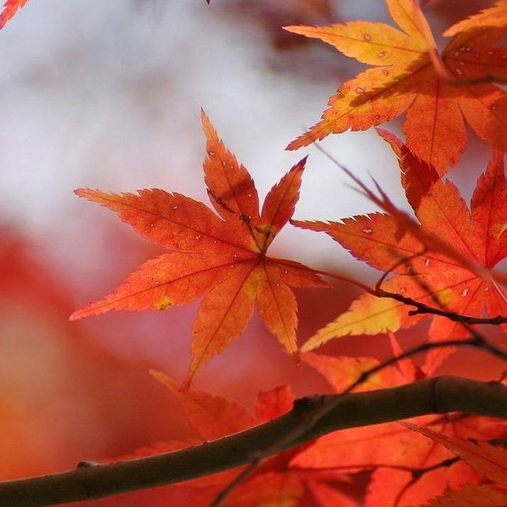 金龍魚和紅龍魚的區別有哪些【養龍魚是選擇金龍好，還是紅龍好】