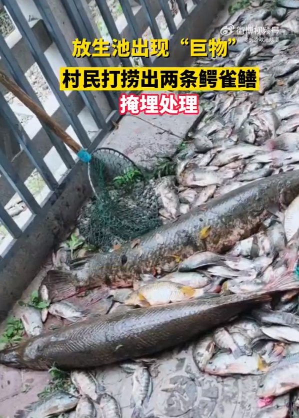 鱷雀鱔咬人嗎【鱷雀鱔會咬人嗎？】
