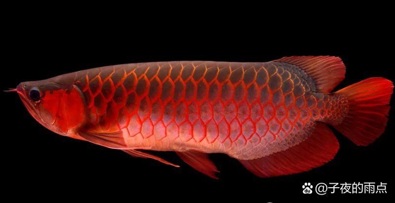 十大稀有龍魚品種排名【十大稀有龍魚品種排名，你知道龍魚有多少個品種可為漁業】