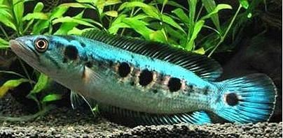 海象魚有幾個品種圖片大全【七彩海象魚的特點】 海象魚有幾個品種圖片大全【七彩海象魚的特點】 龍魚論壇 第4張