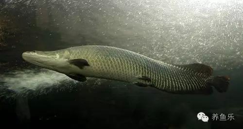 海象魚有幾個品種圖片大全【七彩海象魚的特點】 海象魚有幾個品種圖片大全【七彩海象魚的特點】 龍魚論壇 第13張