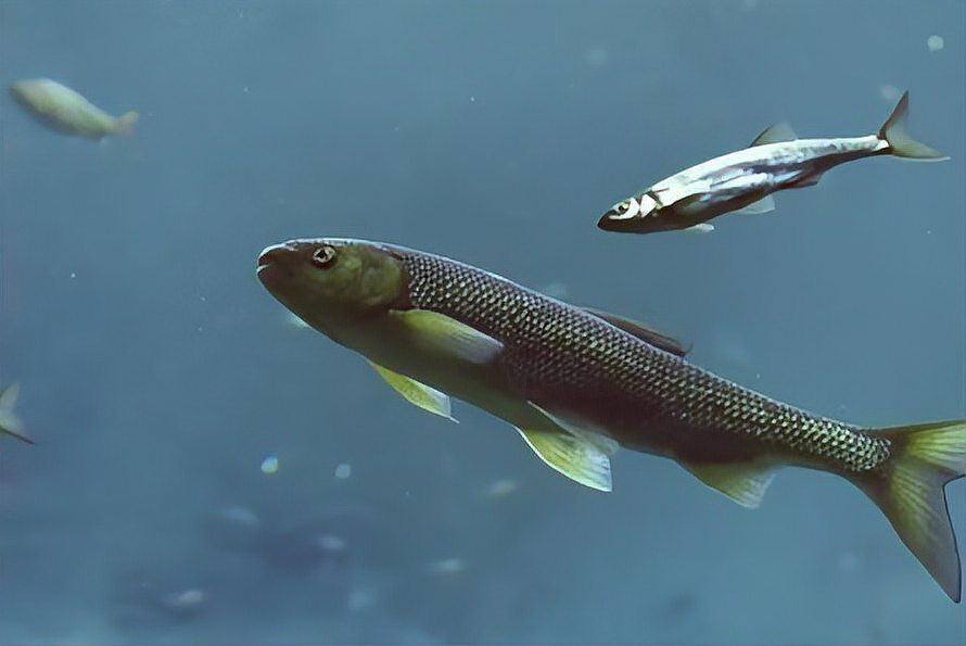 淡水魚能承受的最大鹽度【淡水魚能在海中生存嗎】