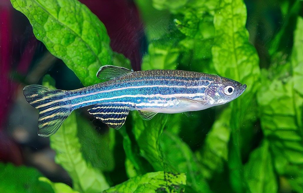 淡水魚能承受的最大鹽度【淡水魚能在海中生存嗎】