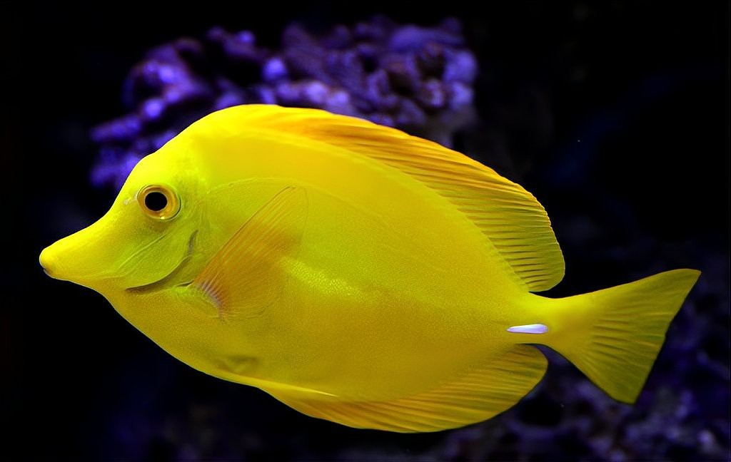 淡水魚能承受的最大鹽度【淡水魚能在海中生存嗎】