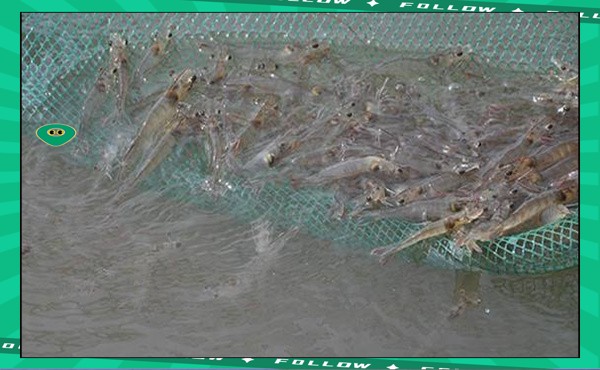 淡水魚能承受的最大鹽度【淡水魚能在海中生存嗎】