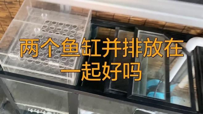 兩缸魚為何不能隨便養(yǎng)【缸魚不能隨便養(yǎng)】