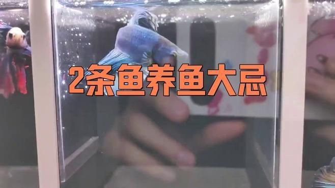 兩缸魚為何不能隨便養(yǎng)【缸魚不能隨便養(yǎng)】