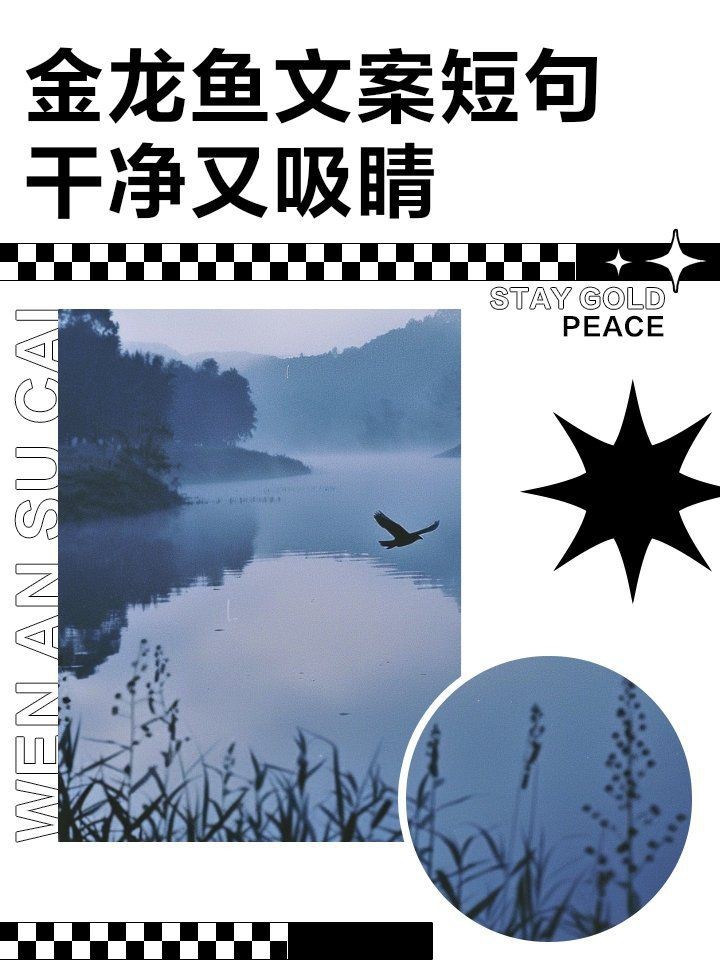 金龍魚最經(jīng)典的三句話【《金龍魚最經(jīng)典的三句話》】
