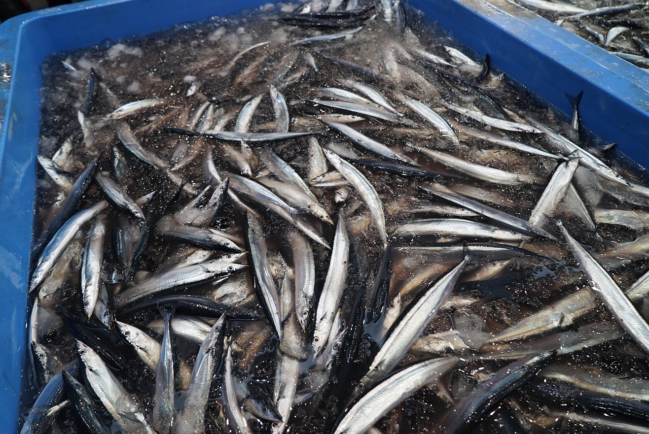 黃化銀龍魚多少錢一條【黃化銀龍魚的價格與價值】
