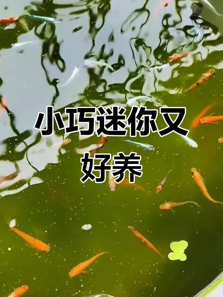 迷你小型冷水魚【五種新手都養不死的冷水魚！看看你養過幾種嗶哩嗶哩】