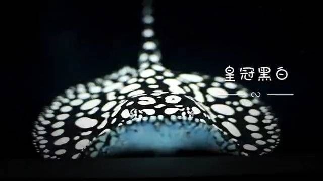 皇冠魟魚屬于什么檔次【皇冠魟魚為什么有人愿意花上萬元飼養皇冠珍珠魟魚】