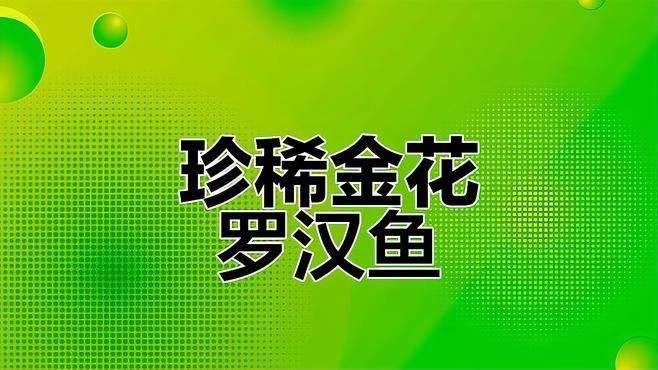 羅漢魚哪個品種最好【珍珠系與金花系的優缺點對比全民小視頻羅漢魚全攻略】