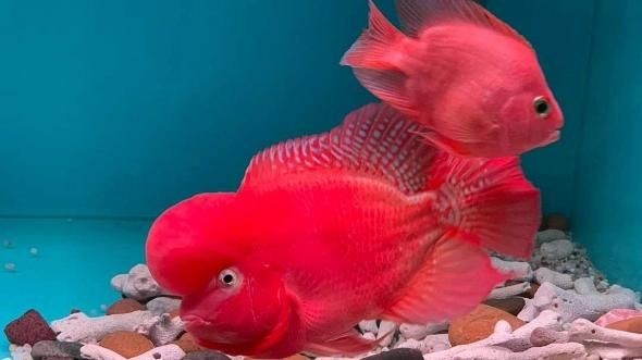 羅漢魚哪個品種最好【珍珠系與金花系的優缺點對比全民小視頻羅漢魚全攻略】