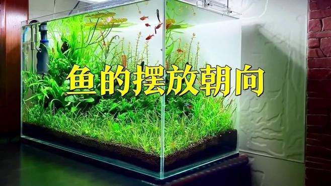 不同品種龍魚的最佳頭朝向【金龍魚擺件頭朝哪擺放最旺財玄學研究者養金龍魚風水講究】