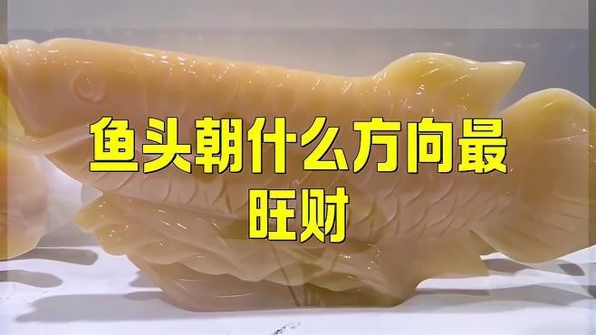 不同品種龍魚的最佳頭朝向【金龍魚擺件頭朝哪擺放最旺財玄學研究者養金龍魚風水講究】