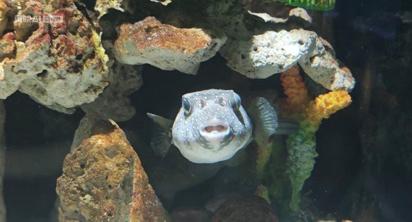 淡水狗頭魚【淡水狗頭魚的飼養方法】
