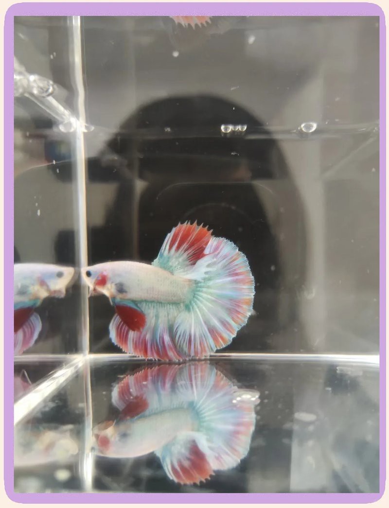 普通斗魚多少錢一只【斗魚一般多少錢一只】